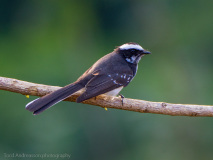 White-browed Fantail