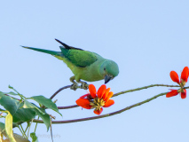 Rose-ringed Parakeet