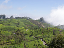 Dambetenna tea plantation