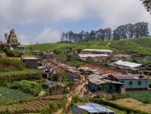 Dambetenna tea plantation