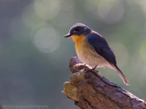 Tickell\'s Blue Flycatcher