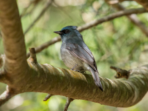 Dull-blue Flycatcher