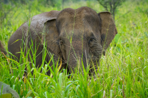 Sri Lanka | Habarana