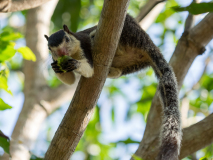 Grizzled giant squirrel