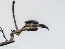 Sri Lanka Grey Hornbill