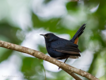 Indian Robin