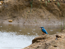 Common Kingfisher