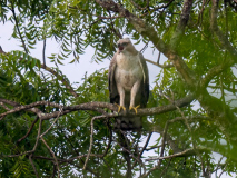 Changeable Hawk-Eagle
