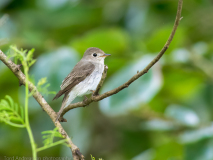 Asian Brown Flycatcher
