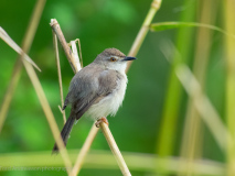 Plain Prinia