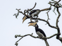 Malabar Pied Hornbills