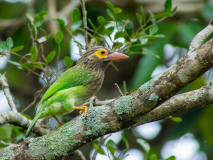 Brown-headed Barbet