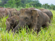 Asian elephants
