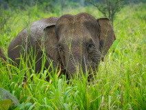 Asian elephant