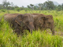 Asian elephants