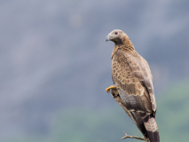 Crested Honey Buzzard