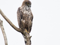 Changeable Hawk-Eagle