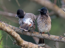 Red-vented Bulbuls