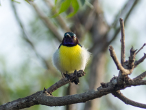 Purple-rumped Sunbird