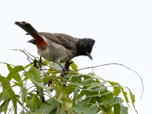 Red-vented Bulbul