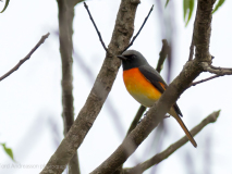 Small Minivet