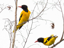 Black-hooded Oriole