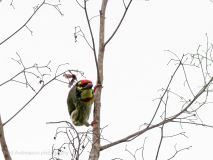 Coppersmith Barbet