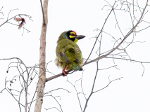 Coppersmith Barbet