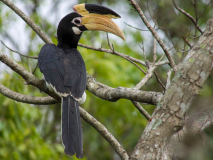Malabar Pied Hornbill