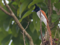 Asian Paradise Flycatcher