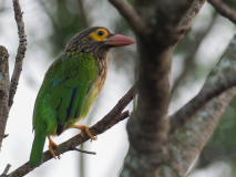 Brown-headed Barbet
