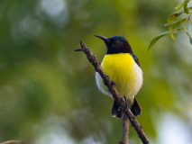 Purple-rumped Sunbird