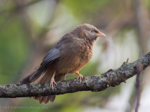 Jungle Babbler