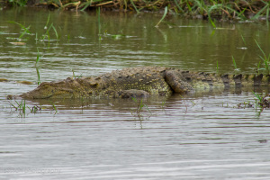 Sri Lanka | Kumana NP