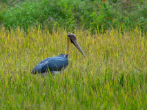 Lesser Adjutant