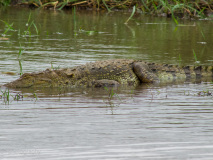 Mugger Crocodile