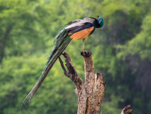Indian Peafowl