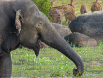Asian Elephant