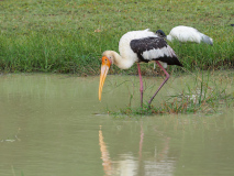 Painted Stork