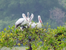 Spot-billed Pelicans