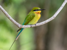 Blue-tailed Bee-eater