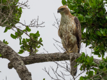 Changeable Hawk Egle