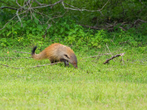 Ruddy Mongoose