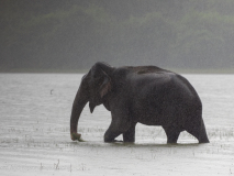 Asian Elephant