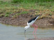 Black-winged Stilt