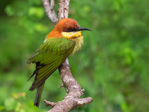 Chestnut-headed Bee-eater
