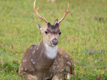 Spotted Deer
