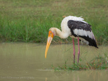 Painted Stork