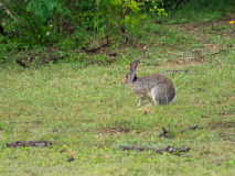 Black-naped hare