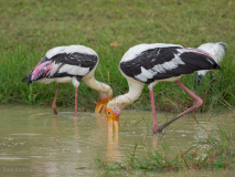 Painted Storks